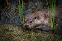 14 Natuurpark Lelystad, europese otter